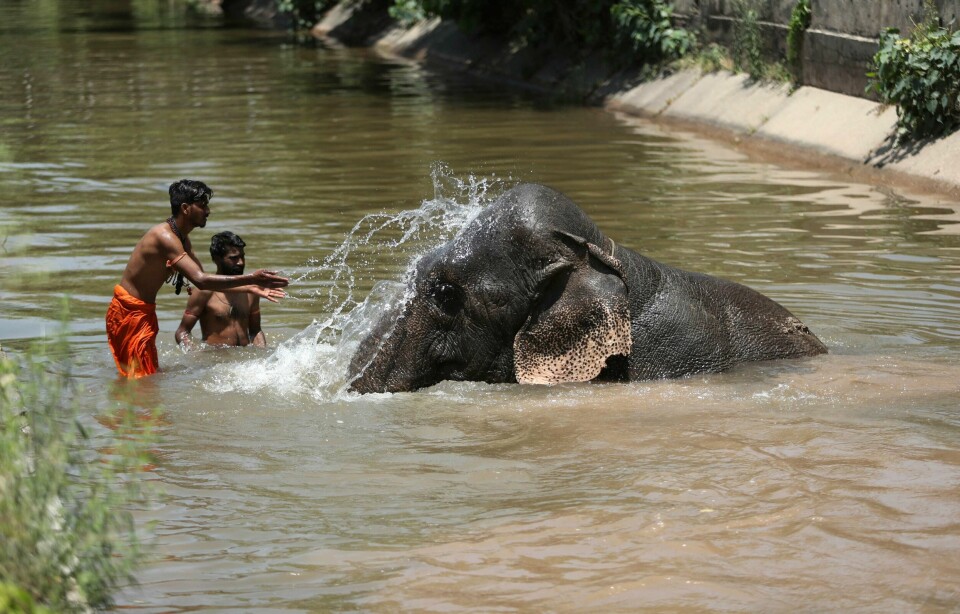 VARMT: Det er mer enn ti år siden sist India målte 50 grader i mai. Den kraftige varmen kan være farlig.