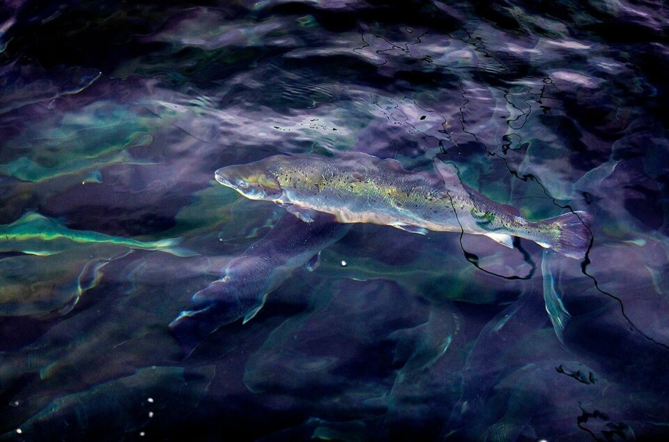 LAKS: Oppdrettslaks i slike merder er sårbare når det kommer alger. De kan ikke svømme bort. Til nå er 10.000 tonn laks døde av giftige alger.