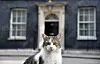 Bildet viser katten Larry utenfor statsministerens bolig i Storbritannia, Downing Street nummer 10.