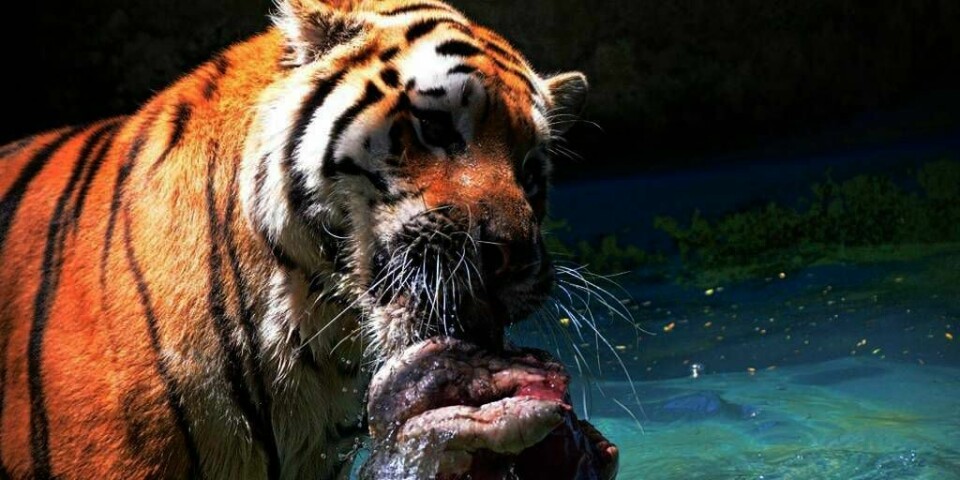MENNESKE-ETER: En tiger spiser mennesker i India. Denne tigeren koser seg med kylling i en dyrepark i Brasil.