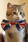 Bildet viser katten Larry pyntet med sløyfe i fargene til det britiske flagget.