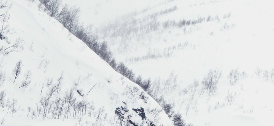SNØ: Det har snødd mye i nord. Nå er det mildt vær. Det gir stor fare for snøskred.