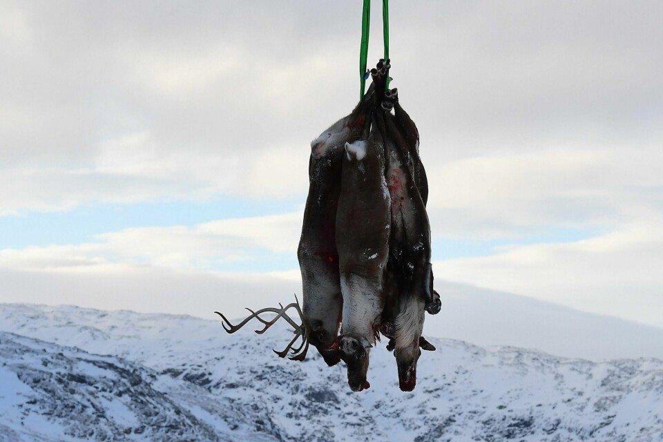 SKUTT: 1.407 villrein er skutt siden november i fjor. Myndighetene vil hindre skrantesyke fra å spre seg.