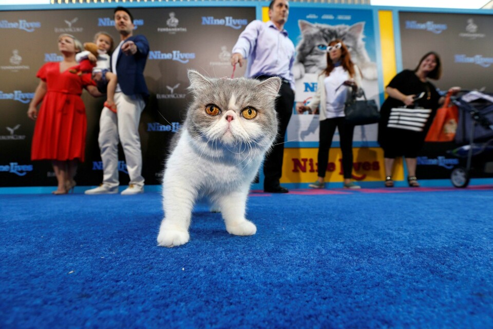 FILMKATT: Katten Fergie er med på feiringen av en ny film.