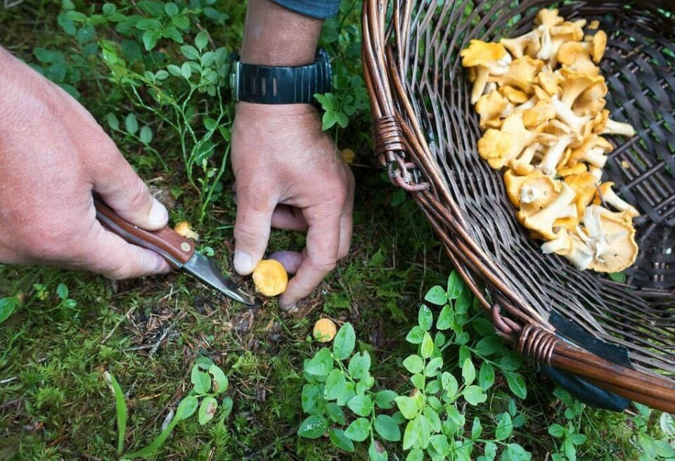 SOPP: Du kan finne kantareller og andre typer sopp i skogen nå. Men det er viktig å vite hvilke sopper som kan spises.