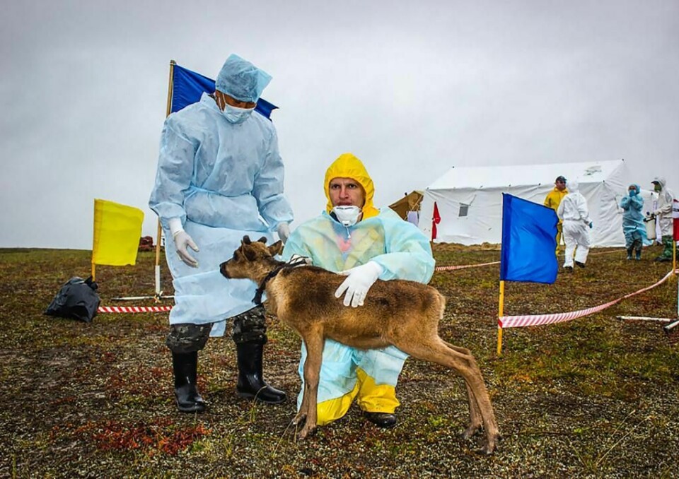 SJEKK: Veterinærer sjekker en reinsdyr-kalv i Sibir i Russland.