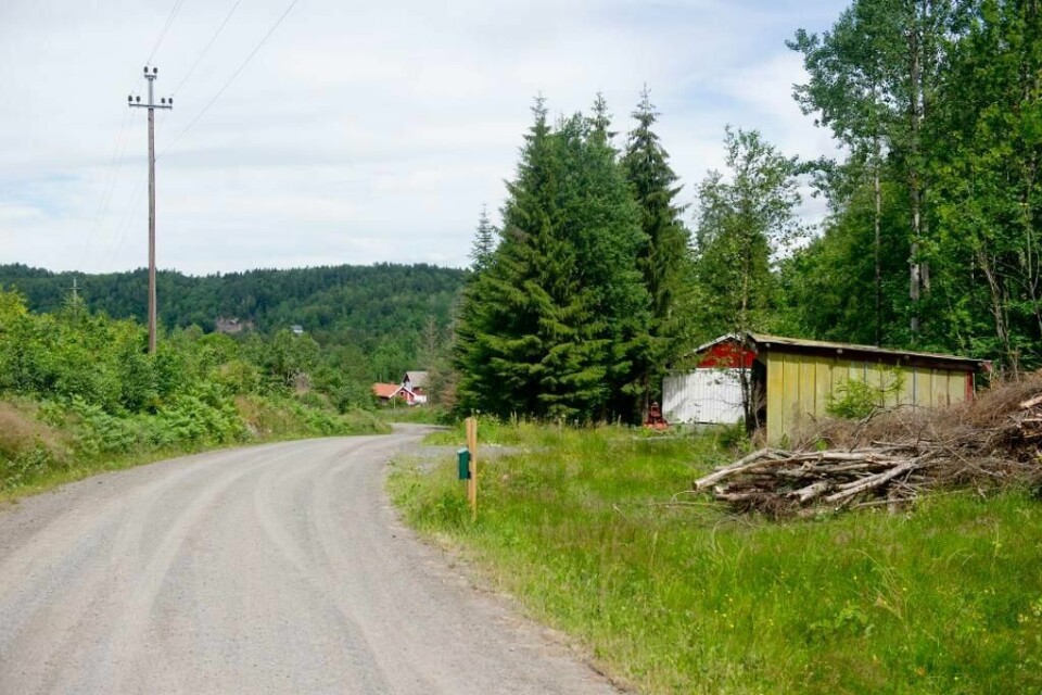 DREPT: I denne skogen ble Kristin Juel Johannessen funnet drept i 1999.