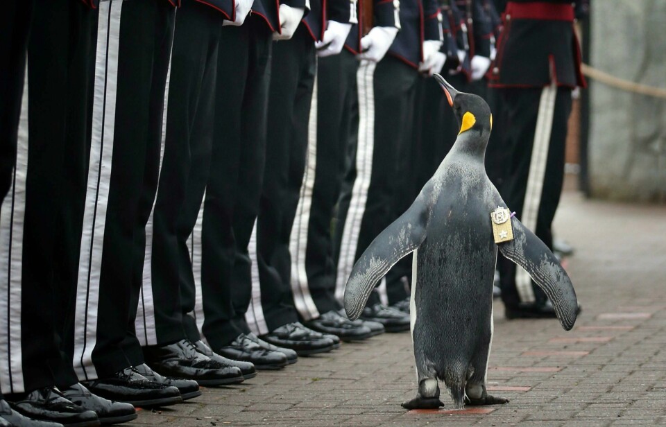 KONGELIG: Pingvinen Nils Olav bor i dyreparken i Edinburgh i Storbritannia. Han er også kongelig.