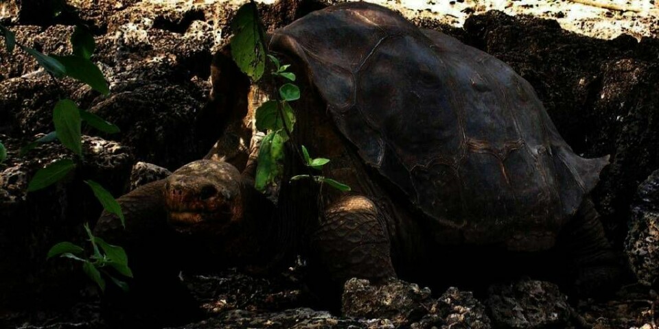 DØDE  Skilpadden Ensomme George døde søndag. Han var den siste levende skilpadden av sin art.