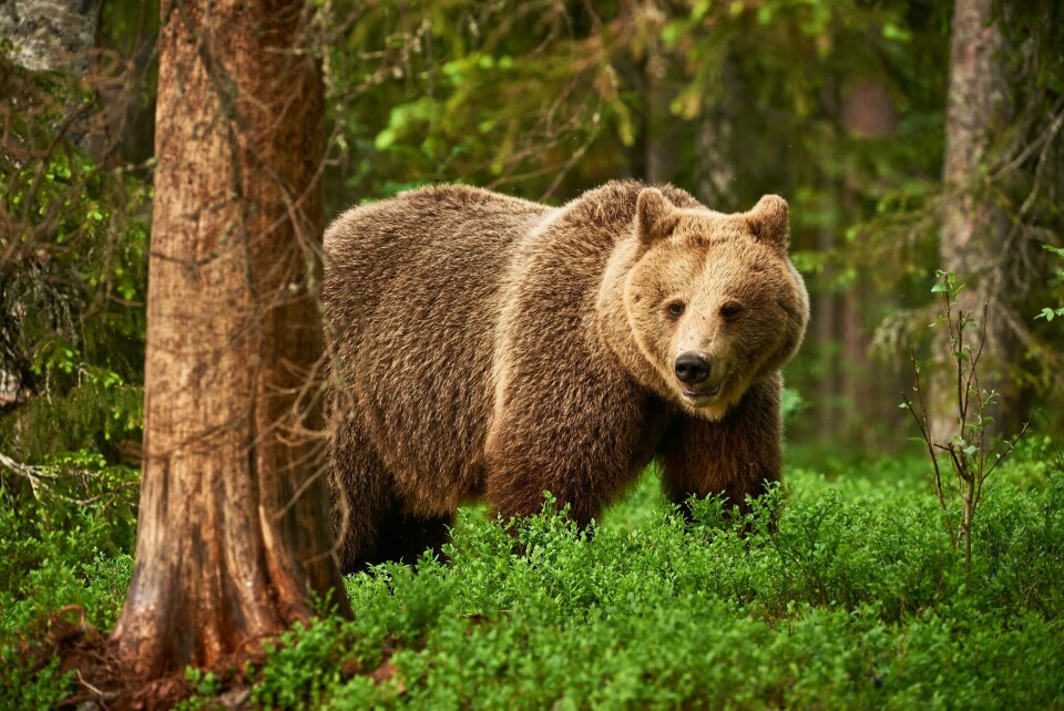 FREDET: Bjørnen er fredet i Sverige. Bildet viser en brunbjørn i en finsk skog. Foto: Shutterstock / NTB