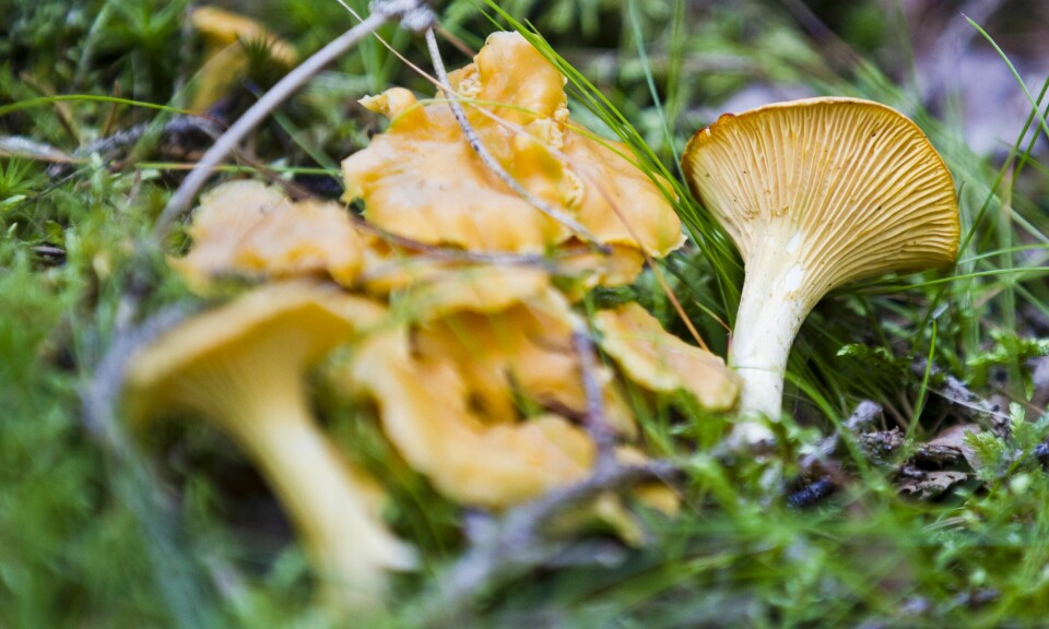 SOPP: Det er mye god sopp i skogen. Men sjekk soppen nøye før du spiser den. Bildet viser en klase med kantarell. Foto: Vegard Grøtt / NTB/NPK