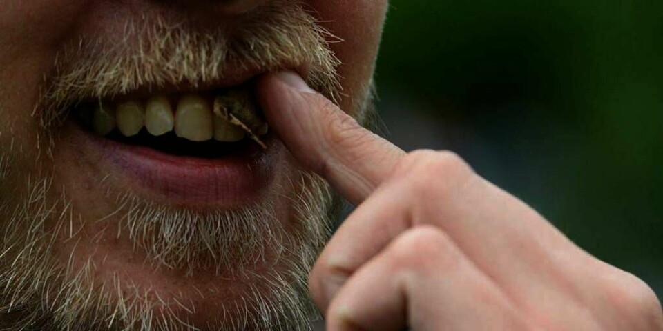 SNUS-UFORNUFTIG:Nordmenn snuser mye mer enn før. Denne unge mannen er en av dem.