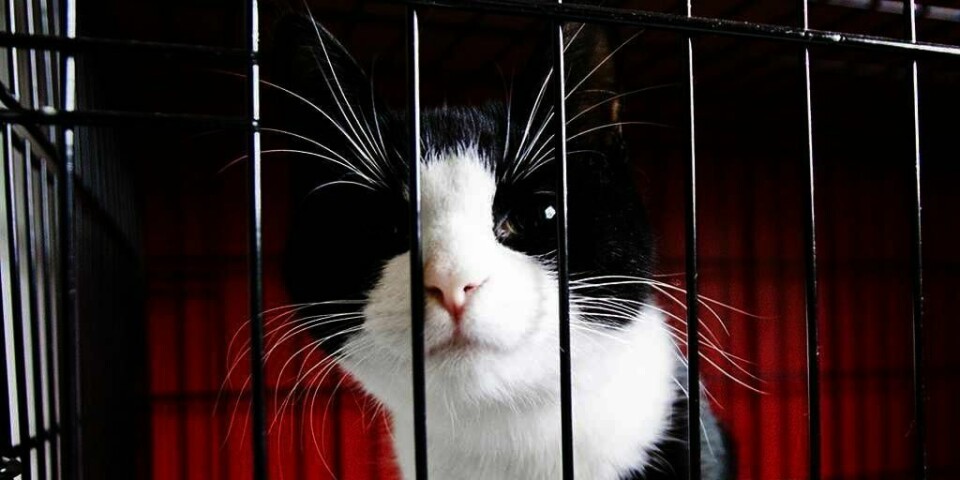 PASS: Snart kan du ikke ta med katten til Sverige uten at den har pass.