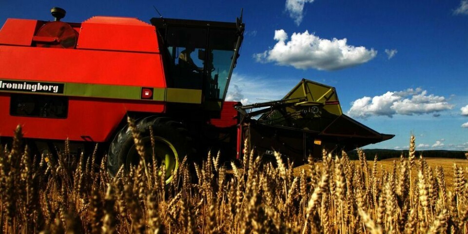 Muggsopp:Muggsopp fra korn kan være farlig for barn.