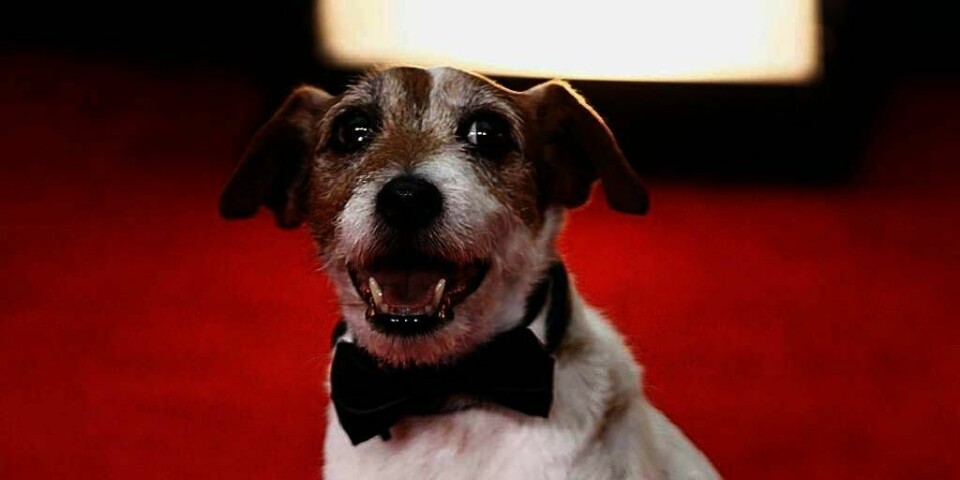 TRØTT: Hunden Uggie har vært stjerne i flere filmer. Nå er han trøtt og blir pensjonist. Nylig fikk han på seg sløyfe og deltok da prisene Golden Globe skulle deles ut.