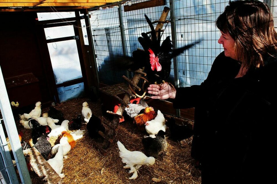 HØNER: Eva Ströberg er gal etter høner. Hun har 60 stykker. Huset hennes er fult av egg. Strikkede, malte og ekte. For Eva er egg et symbol på liv.