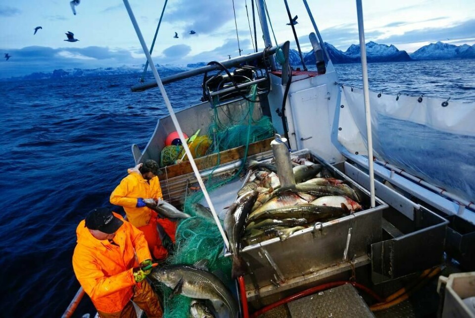 MILLIARDER: Skipper Trond Dalgård (51) og Jan Gunnar Johansen fisker etter skrei ved Senja. Norske fiskene har omsatt for 23 milliarder i 2016.