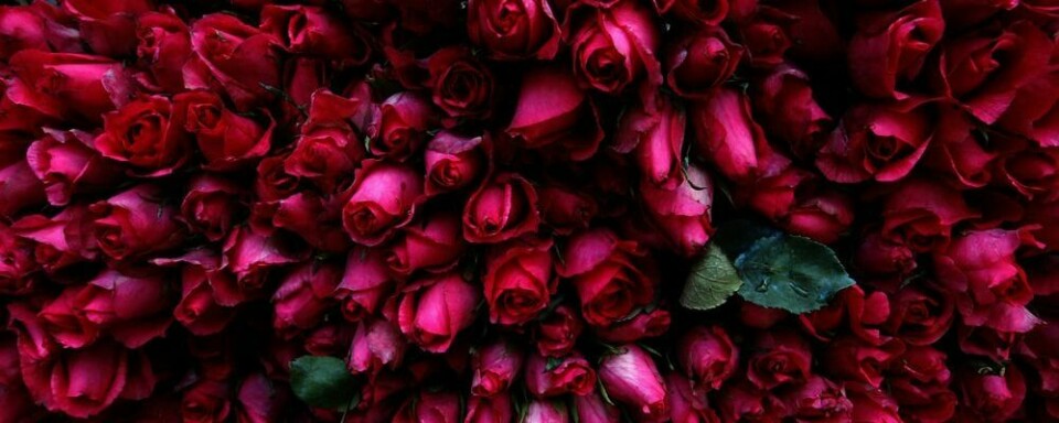 BLOMSTER: På søndag kan du kjøpe en gave til mor, spise boller med krem og være ekstra snill mot kjæresten. Da er det både morsdag, fastelavns-søndag og valentinsdag samtidig. Det kan bli både dyrt og travelt for noen.