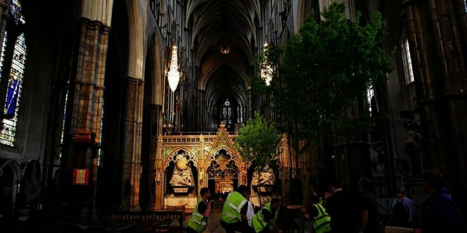 PYNTER:  Arbeidere setter på plass et engelsk lønnetre i kirken Westminster Abbey. Kate Middleton har fått oppfylt sitt ønske om å pynte kirken med trær til bryllupet.