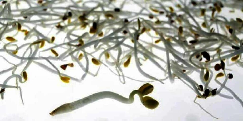Tyske myndigheter har funnet E.coli-smitte i bønnespirer. Minst 30 mennesker er døde av E.coli-smitte i Tyskland.