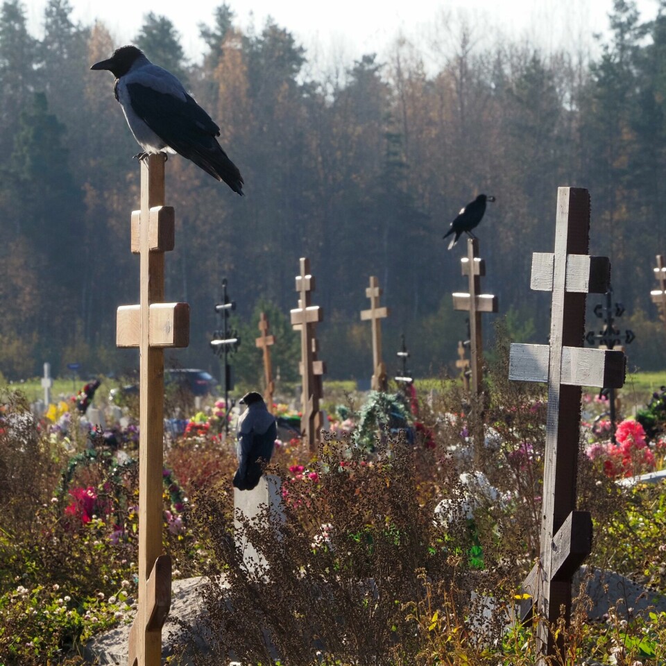 DØDE: Aldri før har så mange dødd eller blitt smittet med korona-viruset i Russland som torsdag. Her er en kirkegård der det ligger folk som har dødd av viruset i byen Kolpino. På en av kirkegårdene i St. Petersburg er det satt av et eget område for pandemiofre. Foto: AP-NTB
