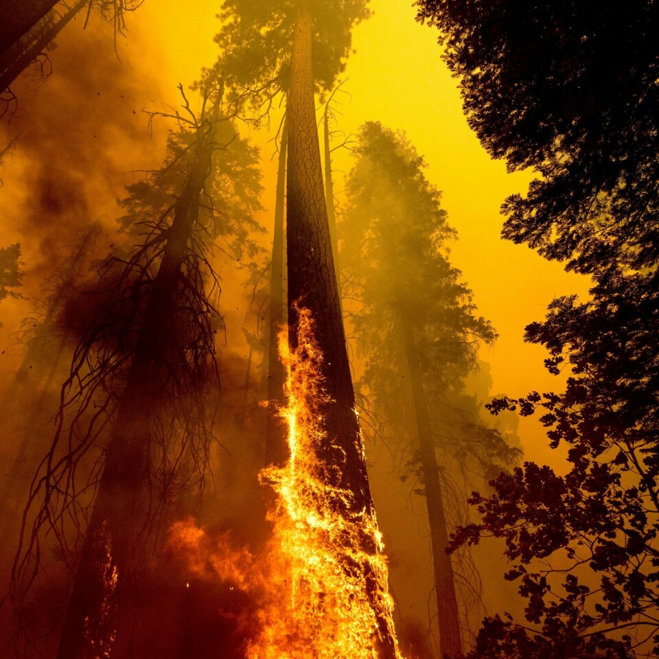 BRANN: Store naturområder blir ødelagt av brann i California. Flammene herjer med et mammuttre i en nasjonalpark nord i California på dette bildet fra 19. september. Foto: Noah Berger / AP / NTB