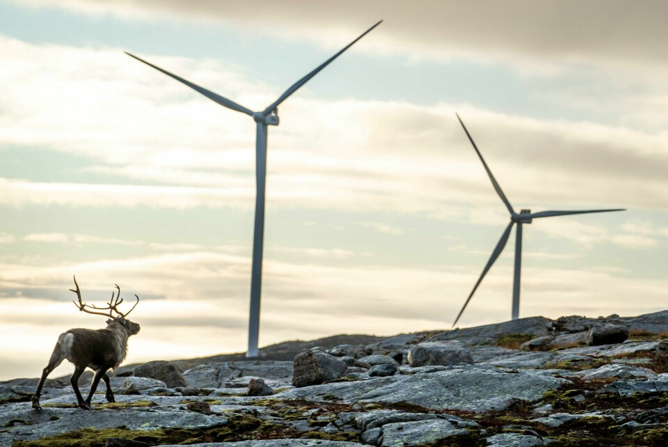 REINSDYR: Reinsdyreiere på Fosen mener vindmøllene plager og skremmer reinsdyr. Reinsdyr vandrer rundt vindmøllene på Storheia vindpark. Foto: Heiko Junge / NTB