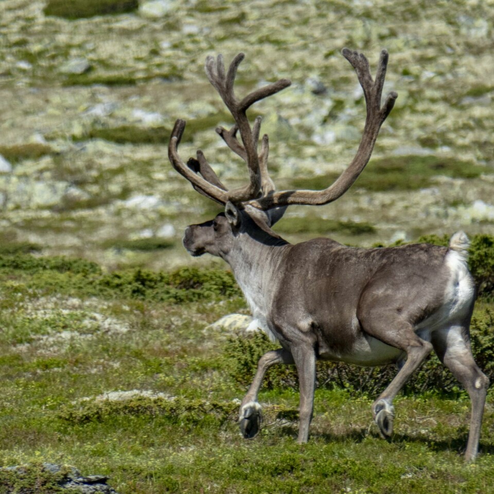 SYKDOM: Skrantesyken er smittsom og dødelig for reinsdyr. Jegerar og ordførarar rundt Hardangervidda fryktar at villreinen der skal bli utrydda. Her frå Gudbrandsdalen.Foto: Paul Kleiven / NTB / NPK