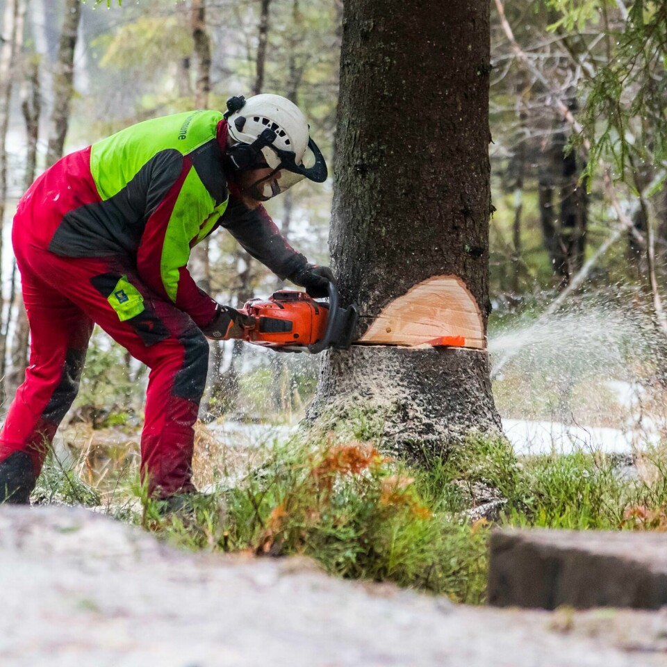JULETRE: Treet som skal stå på Trafalgar Square i London i jula blir felt av en skogsarbeider fra Oslo kommune. Grantreet, som er cirka 24 meter høyt og omtrent 80 år gammelt. Foto: Håkon Mosvold Larsen / NTB