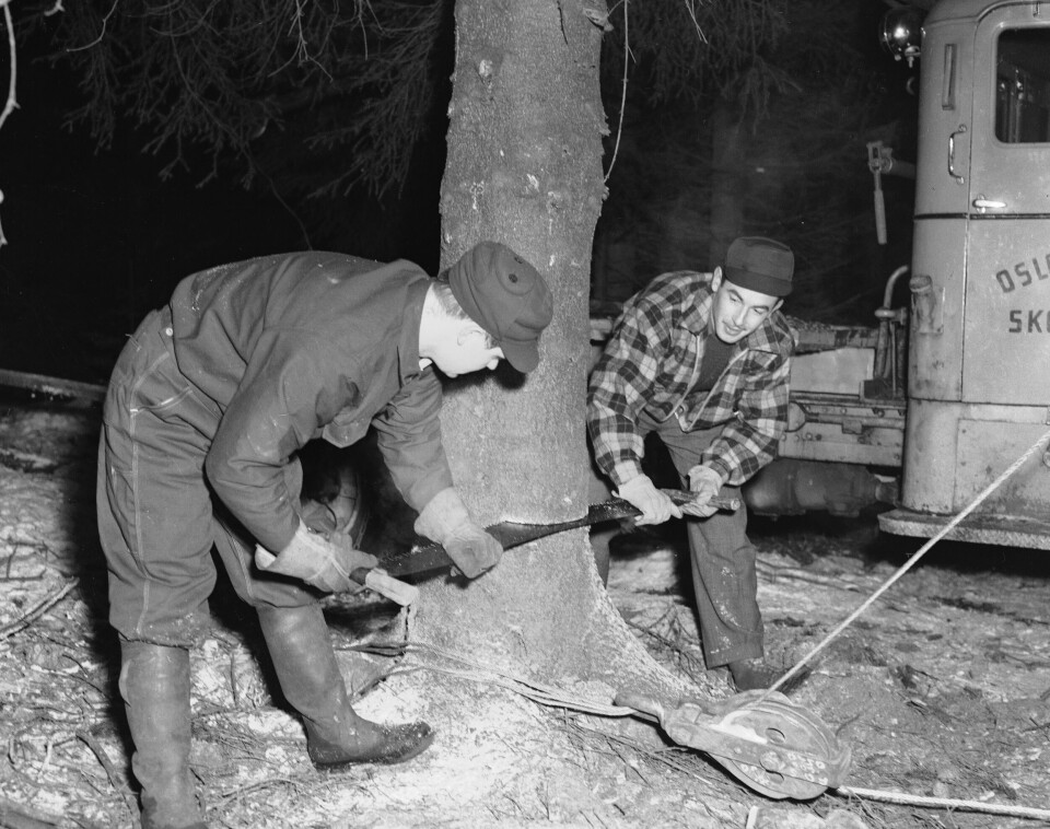 JULEGRAN: Hvert år blir en julegran sendt fra Norge til Storbritannia. Dette bildet er fra 1952. JULEGRAN: Hvert år blir en stor julegran sendt fra Oslo til Trafalgar Square i London. Her fra fellingen i 1952. Hvilket år ble en denne tradisjonsrike gaven gitt første gang? Foto: NTB