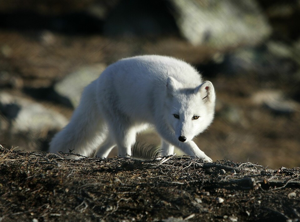 FJELLREV: Den lille fjellreven blir regnet som Norges mest truede pattedyr. Fjellreven er rødlistet, noe som betyr at den er utrydningstruet. Illustrasjonsfoto: Gorm Kallestad / NTB