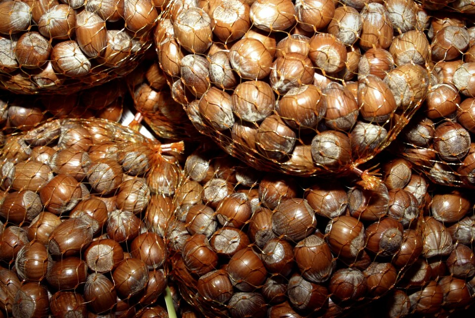 SPØRSMÅL: Hvem får flest riktige på årets julenøtter? Julenøtter ligger i poser.