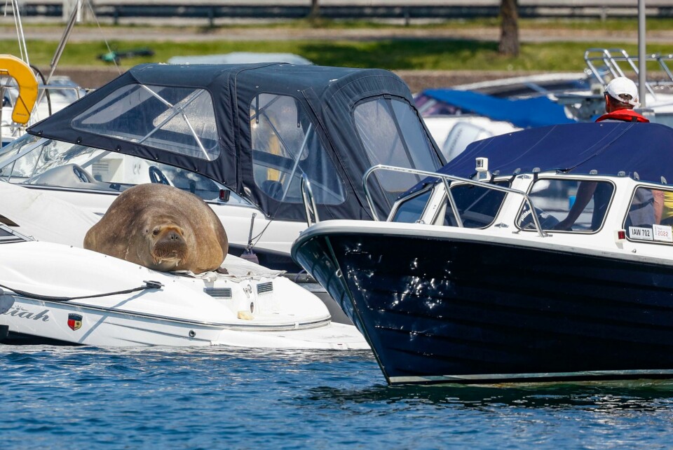 I OSLO: Hvalrossen Freya har lagt seg på en båt i Frognerkilen. Bildet viser hvalrossen Freya som har lagt seg på en båt i Frognerkilen.