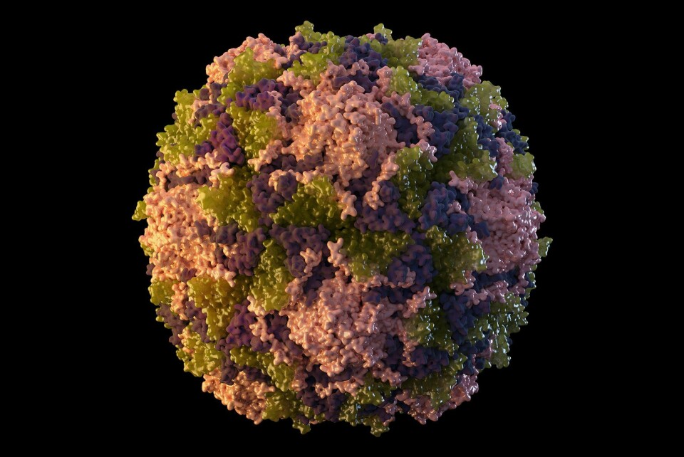 VIRUS: Det er frykt for at polio-viruset kan spre seg i USA. Foto: Sarah Poser, Meredith Boyter Newlove / CDC via AP / NTB Bildet viser polioviruset. Foto: Sarah Poser, Meredith Boyter Newlove /CDC via AP / NTB