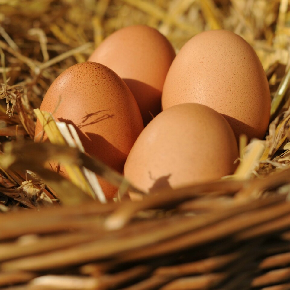 HØNER: Kinesiske høner legger færre egg i varmen. Bildet er av egg. Kinesiske høner legger færre egg i varmen.