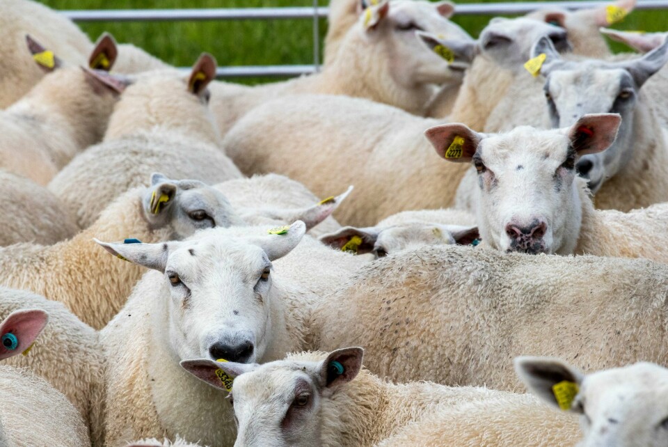 DYR: Mattilsynet har kontrollert dyrehold. Over halvparten regler brøt regler. Kun få av regelbruddene var alvorlige. Illustrasjonsfoto: Terje Pedersen / NTB