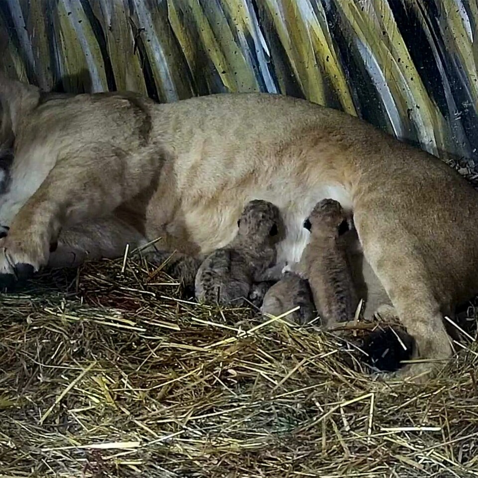 LØVER: Løvinnen Kira har født fire løveunger i Dyreparken i Kristiansand. Løvinnen Kira har født fire løveunger i Dyreparken i Kristiansand. Foto: Dyreparken i Kristiansand / NTB