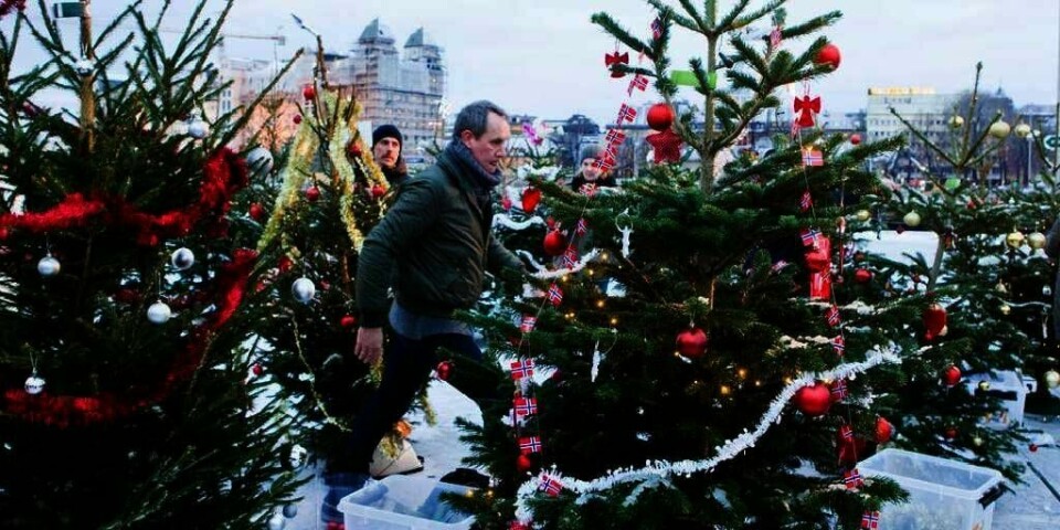 KRYP: Det er mange tusen små dyr i juletrærne. De våkner opp når de kommer inn i varmen i stua. Men de er helt ufarlige, sier forsker.