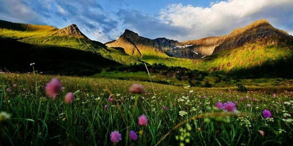 SLUTT: En blomstereng foran fjell i Steigen i Nordland. Søndag er det de ville blomstenes dag.