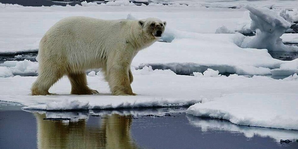 ANGREP: En turgruppe ble angrepet av isbjørn på Svalbard. En mann ble skadd. Isbjørnen ble drept.
