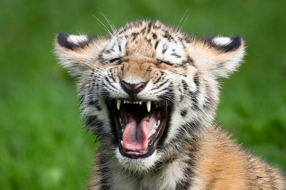 TIGER: Denne sibirske tigeren bor i dyrehagen i Hamburg i Tyskland.