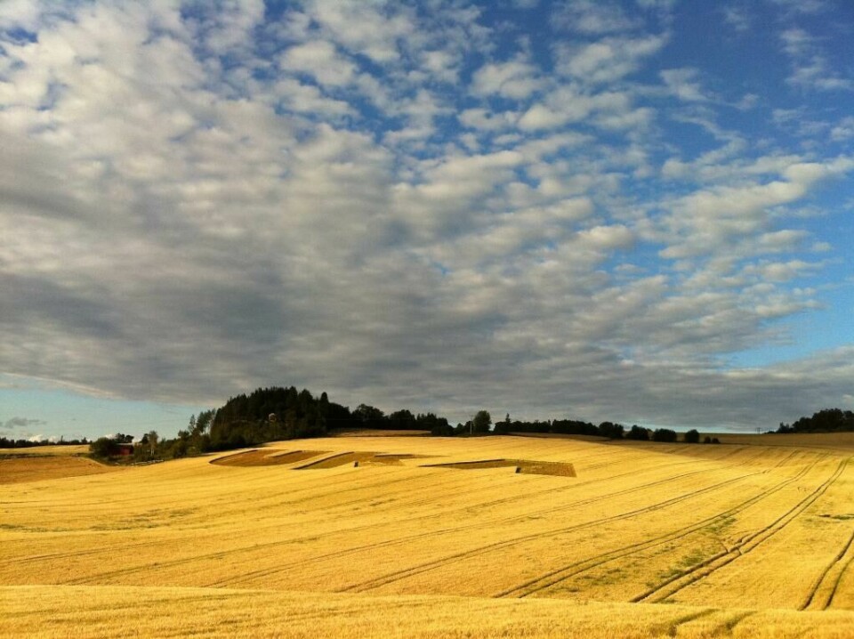 2011: Som reklame for UKA ble det laget en «kornsirkel» på et jorde i Malvik. UKA-logoen var synlig både fra lufta og hovedveien. Bildet viser logoen til UKA som en «kornsirkel» på et jorde i Malvik.