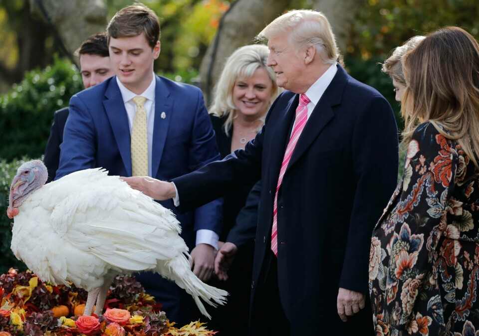 KALKUN: Denne kalkunen skal ikke bli middagsmat. Den blir reddet av president Donald Trump.
