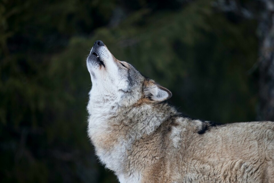 JAKT: Organisasjonen WWF vil stoppe norsk ulvejakt.