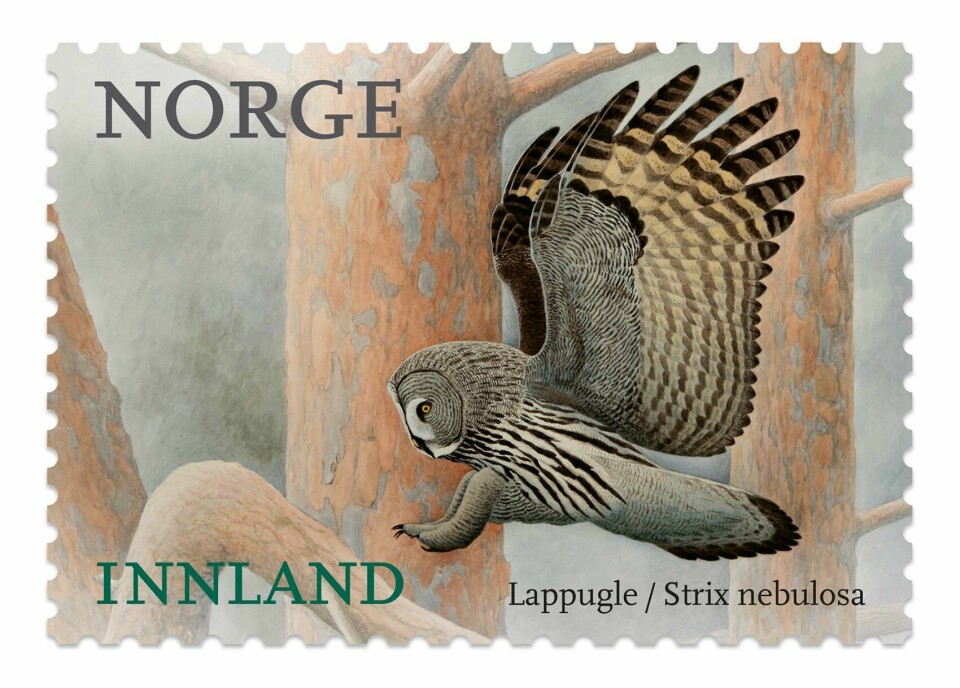 UGLER: Det er ugler på de nye norske frimerkene. Dette er en lappugle (Strix nebulosa).
