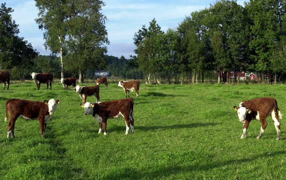 Norsk Friluftsliv håper turgåere forholder seg til reglene. Slik at det ikke oppstår uønskede situasjoner i løpet av sommeren.