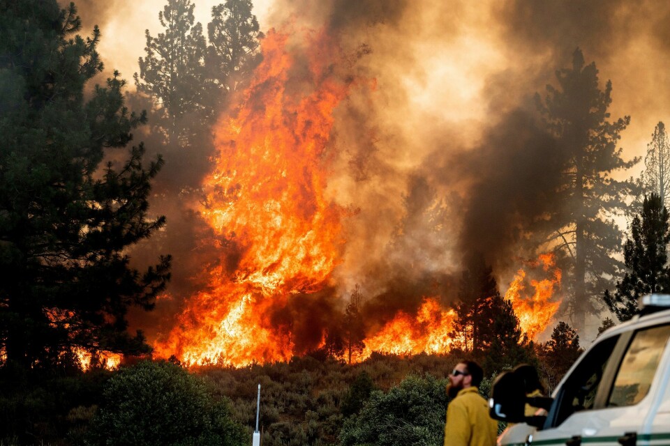 Det har oppstått skogbranner i vestlige deler av USA og Canada. I det nordlige California har en pågående skogbrann spredd seg i løpet av helgen, med god hjelp fra hetebølgen i området. Foto: Noah Berger / AP / NTB