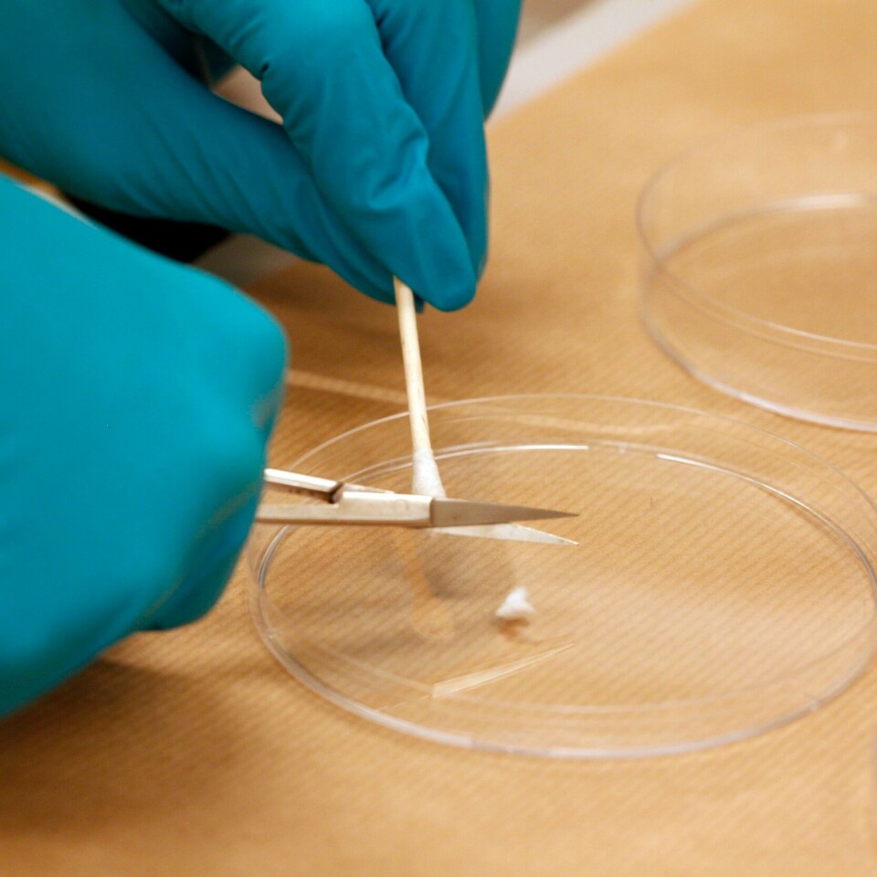 UNDERSØKELSER: Nye undersøkelser av arvematerialet DNA i eldre kriminalsaker, har allerede fått følger. Hva som blir resultatet i Birgitte Tengs-saken, er fortsatt uavklart. Bildet viser undersøkelser av biologisk materiale. Illustrasjonsfoto: Lise Åserud / NTB