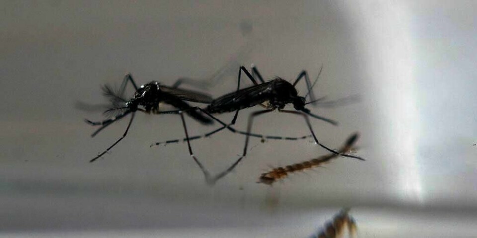 SMITTE: Et par mygg undersøkes på et laboratorium. De har med seg viruset zika. Viruset er farlig for gravide og barna de bærer på. Forskere frykter viruset kan spres til hele verden.
