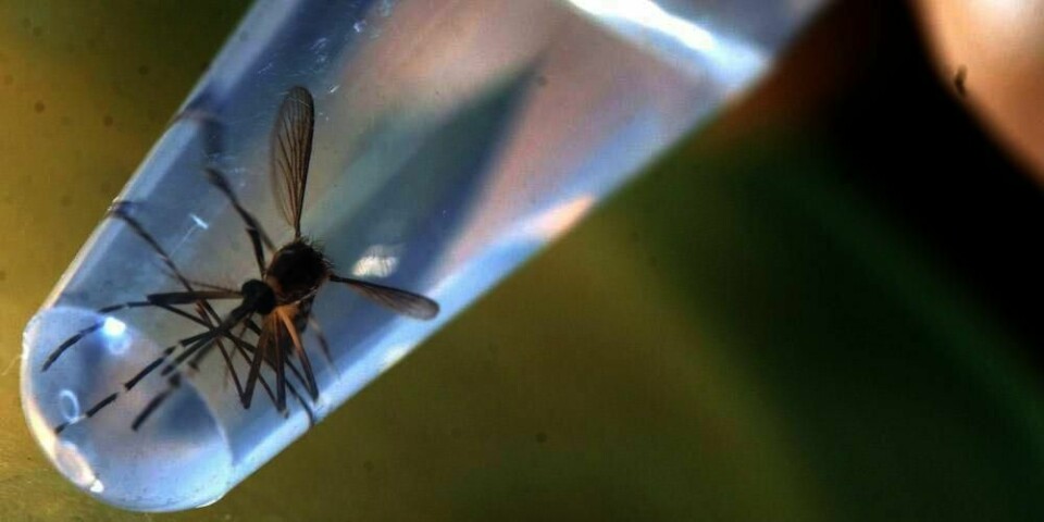 MYGG: Myggarten Aedes aegyptim sprer zika-viruset. Her er et eksemplar fotografert ved Universitetet i El Salvador.